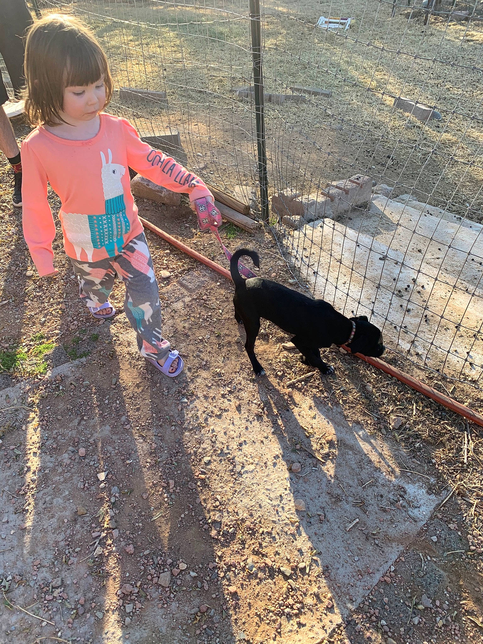 Hermione is registered to the contest to win money with this photo: canidae, child, fun, leash, person, play, shadow, soil, sporting_group, tree