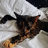 Smokey is registered to the contest to win money with this photo: cat, tortoiseshell, sleeping, bed, white_bedspread, stretching, paw, indoor, headboard, teal_wall, feline, resting, cozy, relaxed, animal, pet, cute, soft, fur, domestic