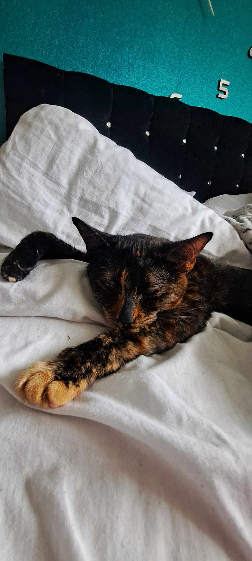 Smokey is registered to the contest to win money with this photo: cat, tortoiseshell, sleeping, bed, white_bedspread, stretching, paw, indoor, headboard, teal_wall, feline, resting, cozy, relaxed, animal, pet, cute, soft, fur, domestic