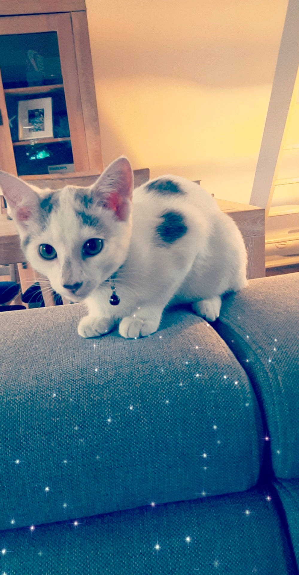 Pandora a rejoint le concours — aidez-le/la à gagner de superbes lots ! aegean_cat, burmilla, carnivore, cat, colorpoint_shorthair, domestic_short_haired_cat, fawn, felidae, fur, khao_manee, kitten, mammal, ojos_azules, sky, small_to_medium_sized_cats, snapshot, snout, turkish_angora, turkish_van, whiskers