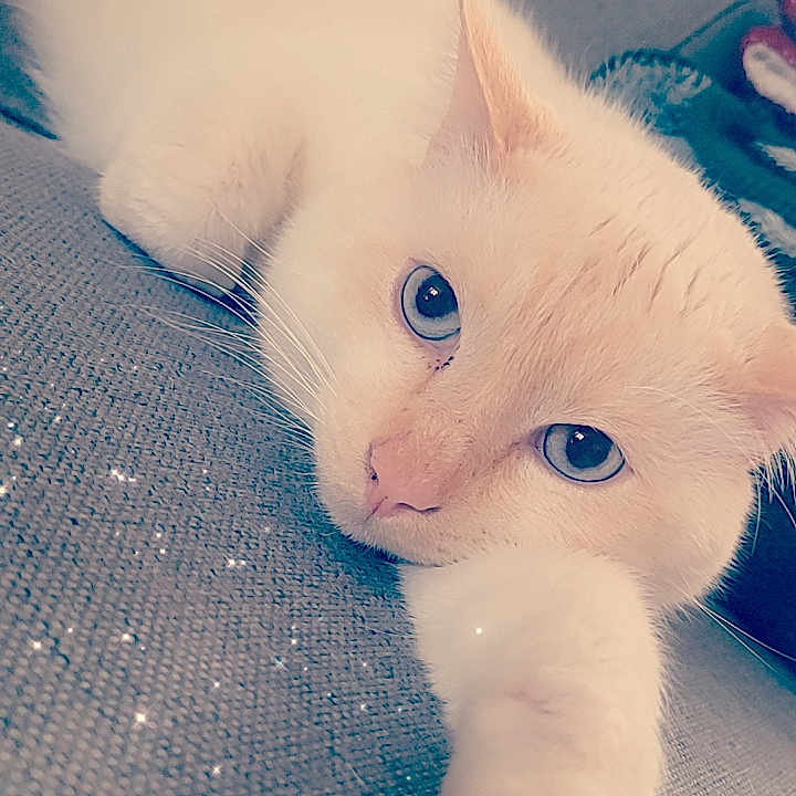 Pedro