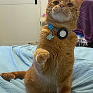 Whiskey is registered to the contest to win money with this photo: cat, orange_tabby, pet, collar, bed, indoor, feline, paw, tag, fur, whiskers, tail, animal, domestic_cat, cute, raised_paw, resting, looking_up, bedroom, soft_lighting