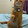 cat, orange_tabby, pet, collar, bed, indoor, feline, paw, tag, fur, whiskers, tail, animal, domestic_cat, cute, raised_paw, resting, looking_up, bedroom, soft_lighting