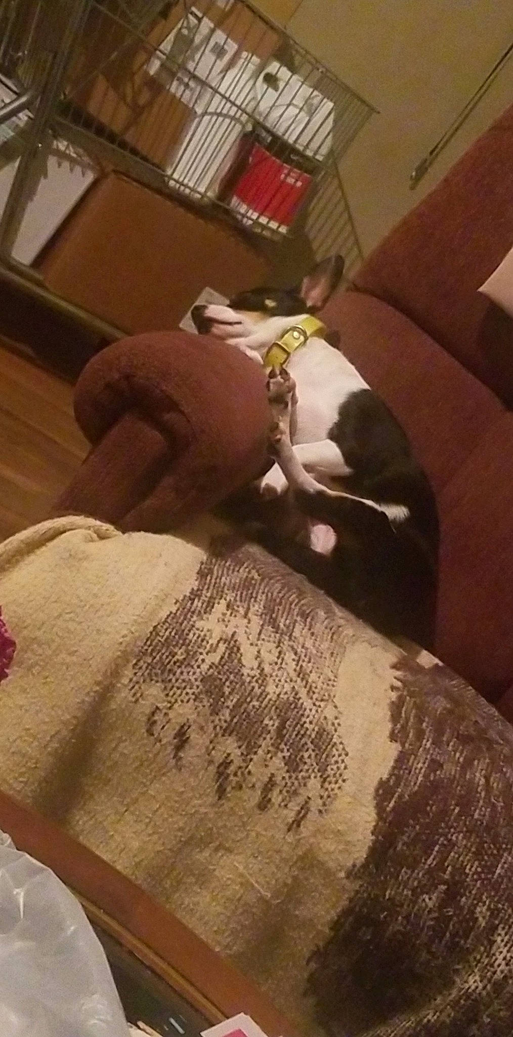 Evee is registered to the contest to win money with this photo: bedding, brown, carnivore, comfort, companion_dog, couch, dog, dog_breed, fawn, felidae, floor, flooring, fur, hardwood, linens, room, small_to_medium_sized_cats, textile, tints_and_shades, wood