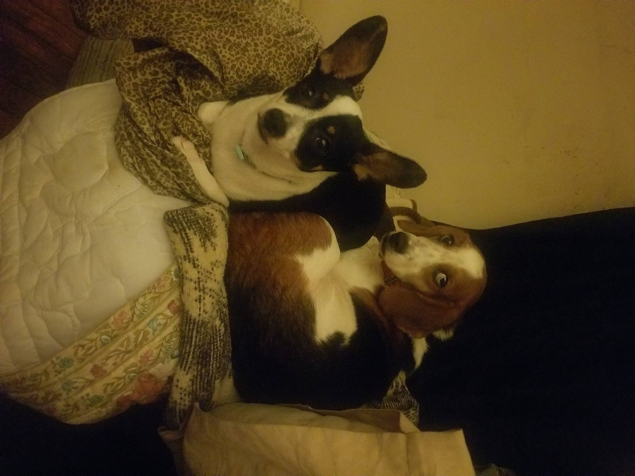 Evee is registered to the contest to win money with this photo: carnivore, comfort, companion_dog, dog, dog_breed, ear, fawn, felidae, flash_photography, fur, guard_dog, happy, monochrome, monochrome_photography, small_to_medium_sized_cats, toy_dog, vintage_clothing, visual_arts, whiskers, working_animal