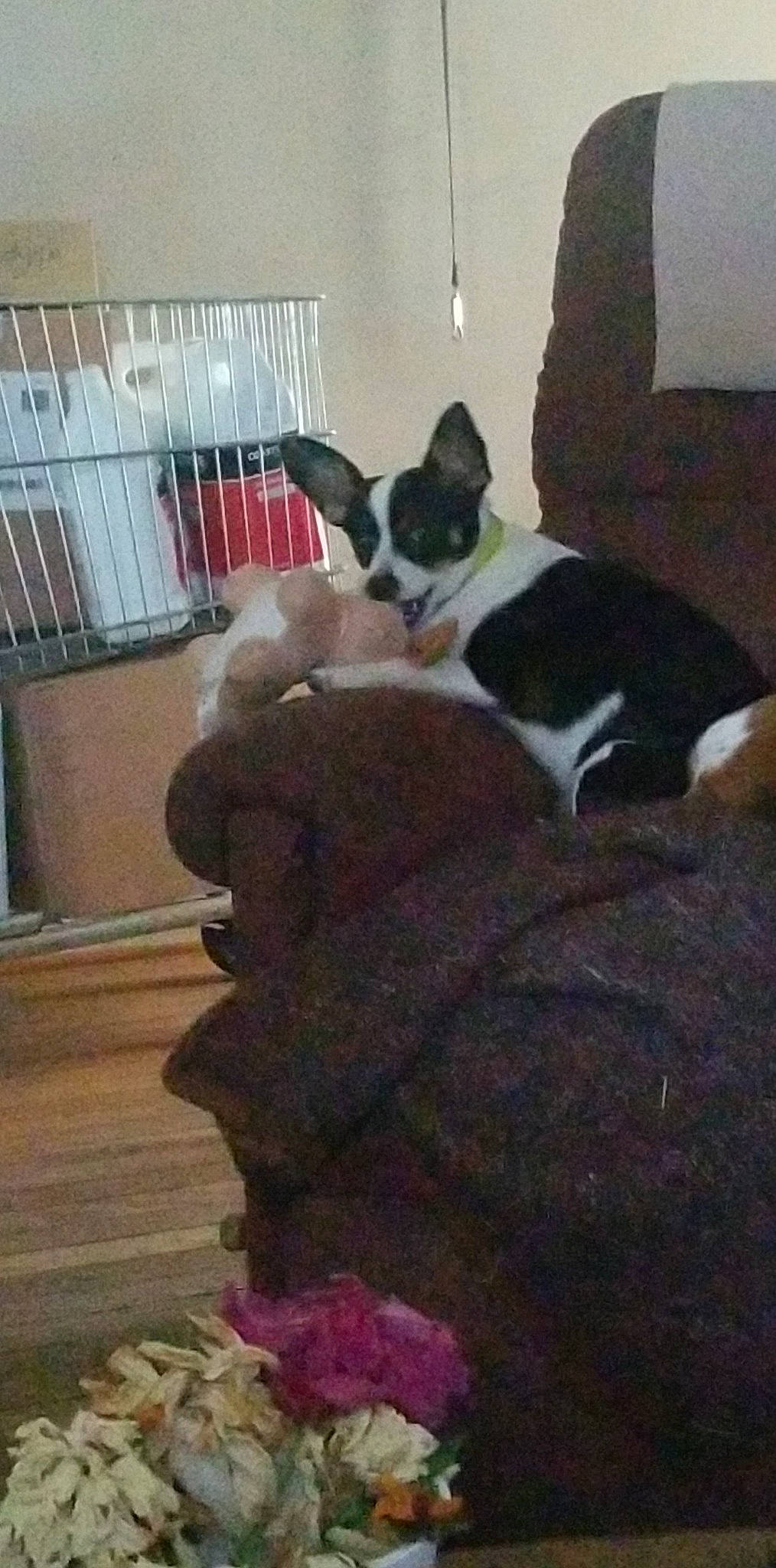 Evee joined the competition — help win amazing prizes! boston_terrier, canidae, carnivore, cat, comfort, companion_dog, dog_breed, fawn, felidae, flooring, fur, hardwood, pet_supply, room, small_to_medium_sized_cats, snout, sporting_group, tail, whiskers, working_animal