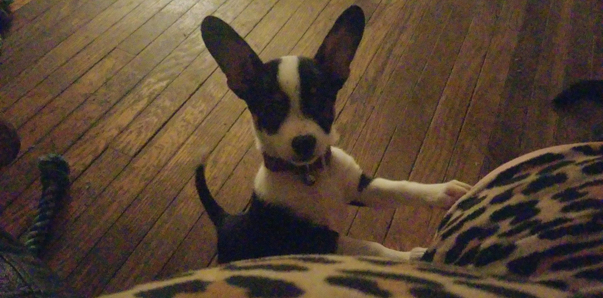 Evee is registered to the contest to win money with this photo: canidae, carnivore, comfort, companion_dog, dog, dog_breed, ear, fawn, flooring, hardwood, russkiy_toy, snout, tail, terrestrial_animal, toy_dog, varnish, whiskers, wood, wood_stain, working_animal