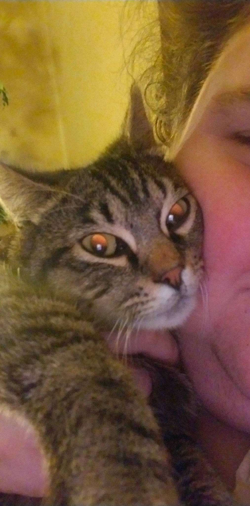 Klaus is registered to the contest to win money with this photo: carnivore, cat, domestic_short_haired_cat, ear, eye, felidae, fur, gesture, happy, head, iris, organ, selfie, small_to_medium_sized_cats, snout, terrestrial_animal, whiskers, window