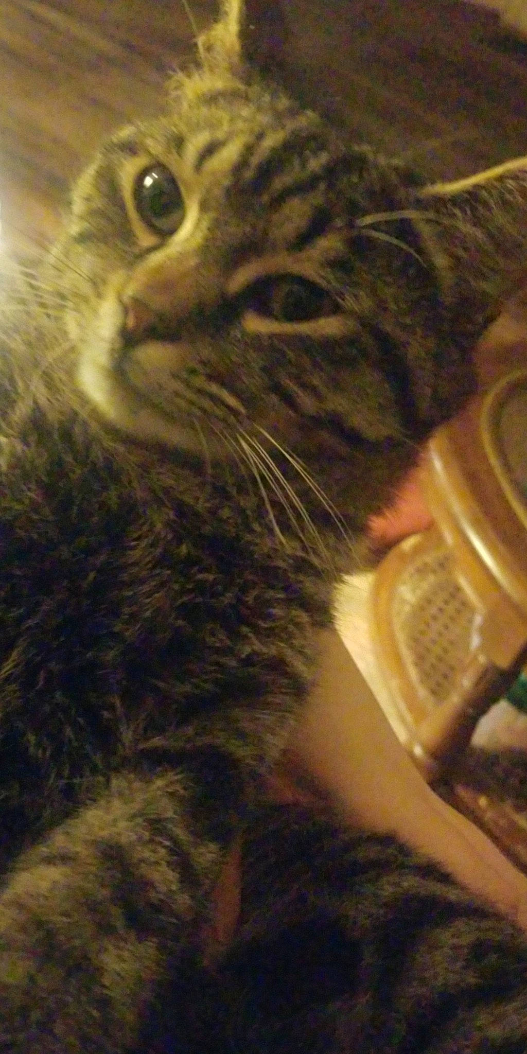 Klaus is registered to the contest to win money with this photo: carnivore, cat, claw, close_up, comfort, domestic_short_haired_cat, ear, eye, felidae, fur, serveware, small_to_medium_sized_cats, snout, tableware, terrestrial_animal, whiskers