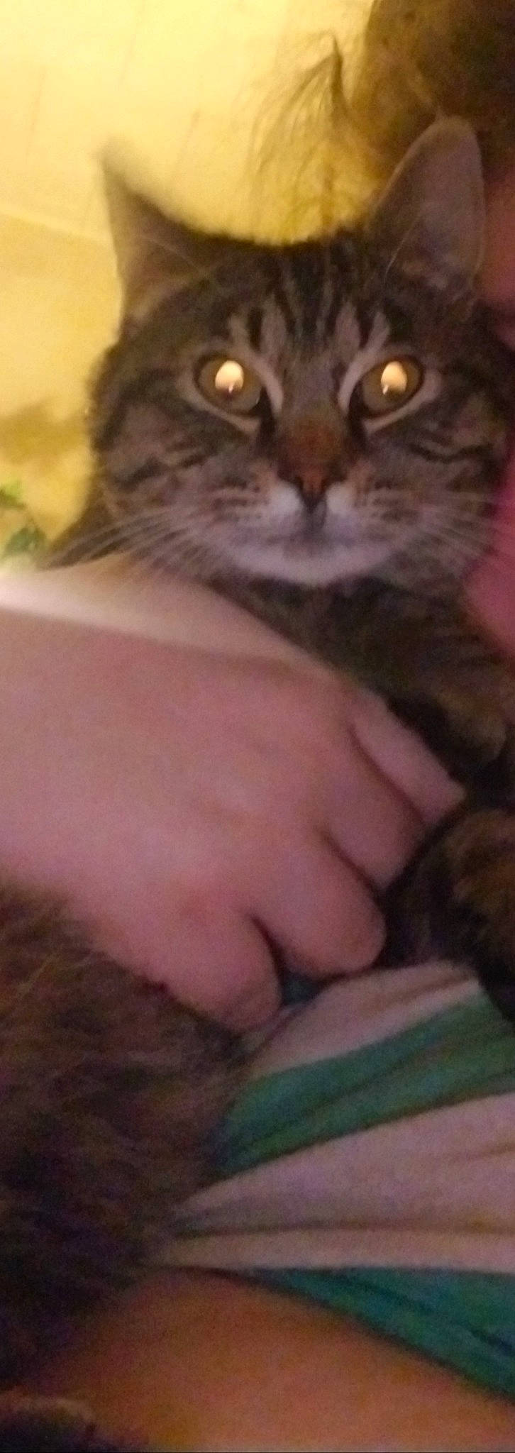 Klaus is registered to the contest to win money with this photo: carnivore, cat, claw, comfort, domestic_short_haired_cat, event, felidae, fur, gesture, nail, paw, small_to_medium_sized_cats, snout, terrestrial_animal, thumb, whiskers