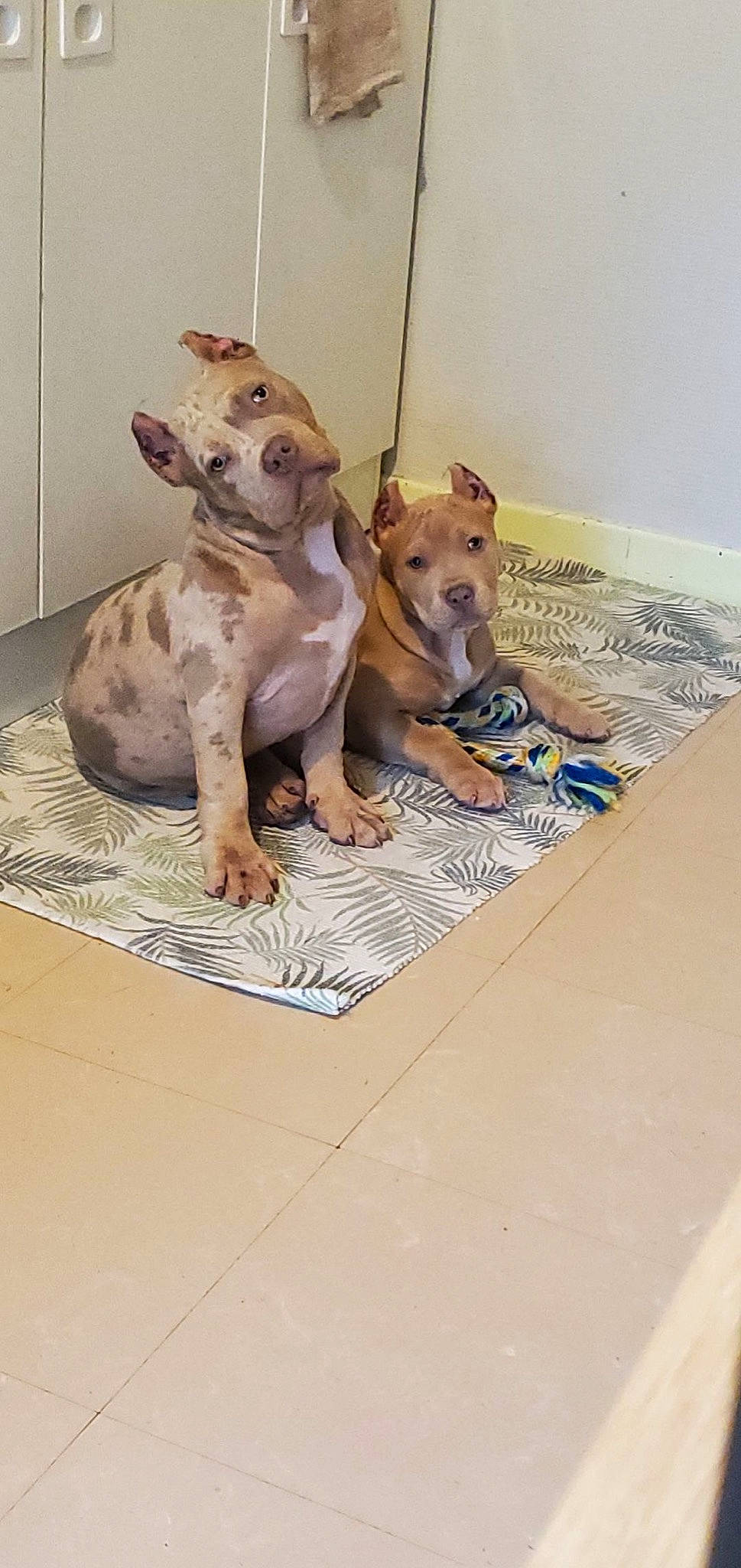 Scarface a rejoint le concours — aidez-le/la à gagner de superbes lots ! ancient_dog_breeds, animal_shelter, art, ball, carnivore, companion_dog, dog, dog_breed, dog_crate, dog_supply, fawn, flooring, liver, paw, pet_supply, sporting_group, tail, toy, toy_dog, working_animal