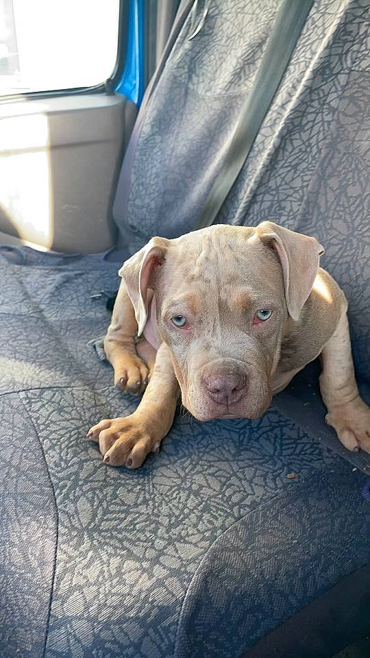 Scarface a rejoint le concours — aidez-le/la à gagner de superbes lots ! canidae, carnivore, comfort, companion_dog, dog, dog_breed, dog_supply, fawn, flooring, fur, liver, pet_supply, snout, sporting_group, terrestrial_animal, vehicle, whiskers, wood, working_animal, wrinkle