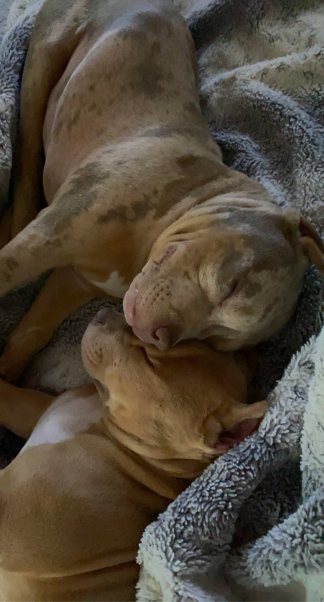 Scarface participe au concours pour gagner de l'argent avec cette photo : art, artifact, comfort, dog_breed, earless_seal, fawn, lion, marine_mammal, rock, sculpture, seal, snout, sporting_group, statue, stone_carving, terrestrial_animal, wildlife, working_animal, wrinkle