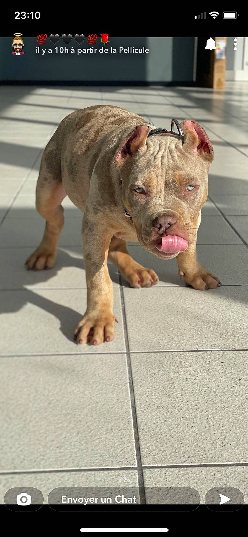 Scarface participe au concours pour gagner de l'argent avec cette photo : ancient_dog_breeds, bulldog, canidae, carnivore, collar, companion_dog, dog, dog_breed, dog_collar, fawn, flooring, molosser, non_sporting_group, road_surface, snout, sporting_group, terrestrial_animal, working_animal, working_dog, wrinkle