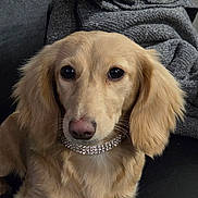 Lucy is registered to the contest to win money with this photo: dog, golden_dog, pet, collar, rhinestone_collar, animal, fur, ears, cute, portrait, indoor, blanket, cozy, sitting, canine, face, nose, whiskers, fur_texture, domestic_animal