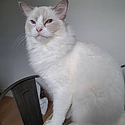 Appolon participe au concours pour gagner de l'argent avec cette photo : cat, white_cat, fluffy, sitting, table, indoor, pet, animal, feline, fur, ears, whiskers, face, paws, domestic_cat, looking, neutral_background, natural_light, chair, home
