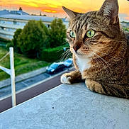 Nina participe au concours pour gagner de l'argent avec cette photo : animal, balcony, building, car, cat, closeup, daylight, feline, fur, green_eyes, nature, outdoor, pet, portrait, relaxing, sky, street, sunset, tabby_cat, tree