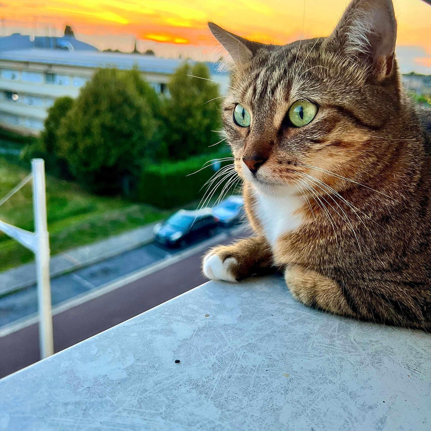 Nina participe au concours pour gagner de l'argent avec cette photo : animal, balcony, building, car, cat, closeup, daylight, feline, fur, green_eyes, nature, outdoor, pet, portrait, relaxing, sky, street, sunset, tabby_cat, tree