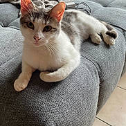 Jumbi participe au concours pour gagner de l'argent avec cette photo : cat, indoor, couch, gray_couch, blanket, pet, feline, relaxed, fur, whiskers, ears, looking_at_camera, window, floor_tiles, cozy, resting, domestic_animal, animal, home, curious