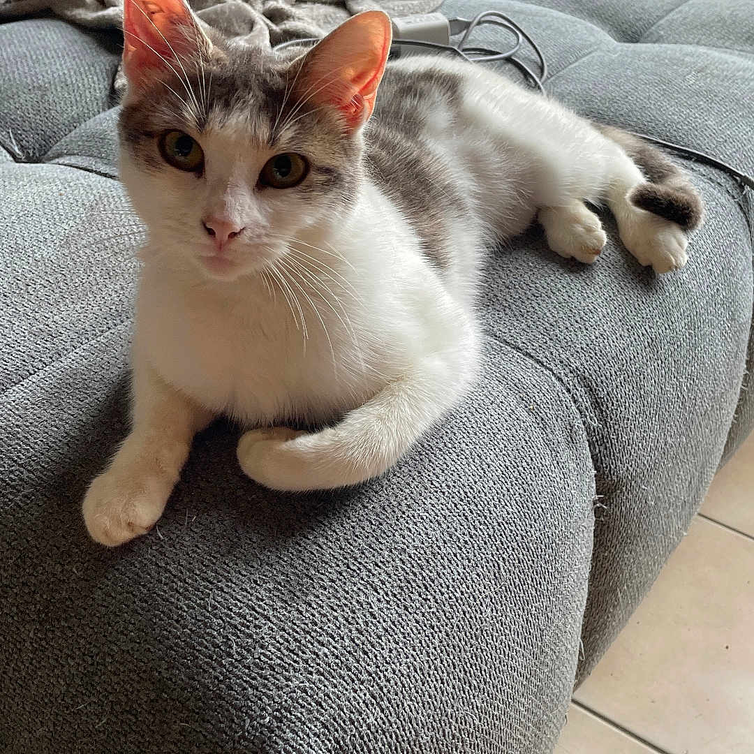 Jumbi participe au concours pour gagner de l'argent avec cette photo : animal, blanket, cat, couch, cozy, curious, domestic_animal, ears, feline, floor_tiles, fur, gray_couch, home, indoor, looking_at_camera, pet, relaxed, resting, whiskers, window