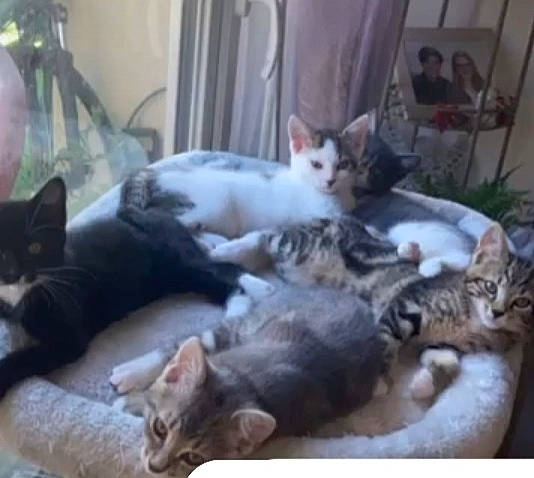 Snow a rejoint le concours — aidez-le/la à gagner de superbes lots ! carnivore, cat, cat_supply, comfort, domestic_short_haired_cat, felidae, fur, hardwood, houseplant, paw, plant, room, small_to_medium_sized_cats, tail, whiskers