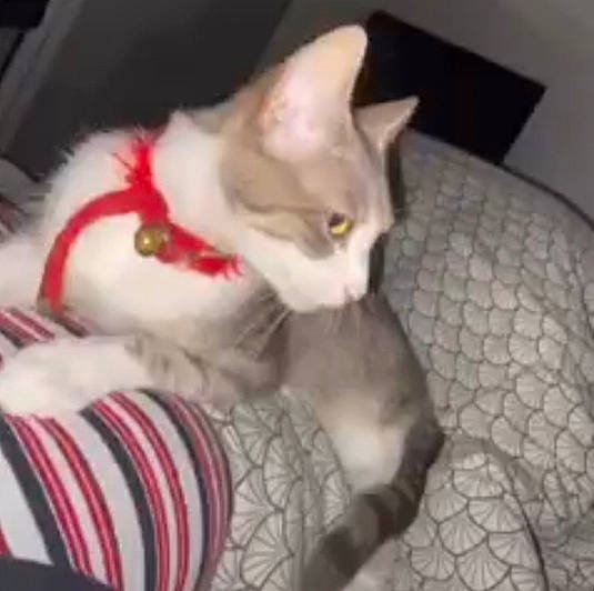 Snow participe au concours pour gagner de l'argent avec cette photo : box, carnivore, cat, cat_furniture, cat_supply, claw, comfort, domestic_short_haired_cat, fawn, felidae, fur, paw, small_to_medium_sized_cats, snout, tail, whiskers