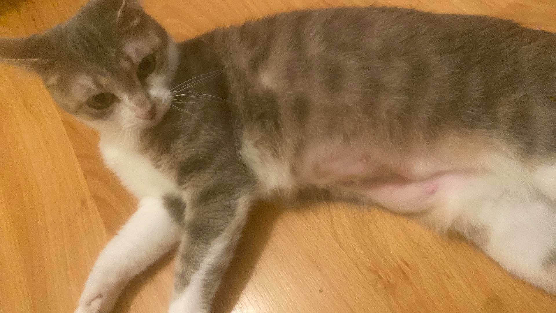 Snow participe au concours pour gagner de l'argent avec cette photo : balance, carnivore, cat, claw, domestic_short_haired_cat, felidae, flooring, fur, hardwood, paw, small_to_medium_sized_cats, tail, terrestrial_animal, whiskers, wood, wood_flooring