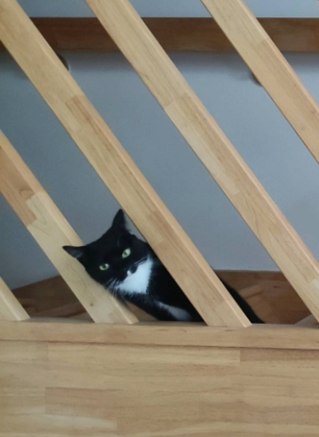 Tallac Et Timac participe au concours pour gagner de l'argent avec cette photo : beam, carnivore, cat, ceiling, daylighting, domestic_short_haired_cat, felidae, flooring, fur, hardwood, pattern, plywood, room, shade, small_to_medium_sized_cats, tail, whiskers, window, wood, wood_stain