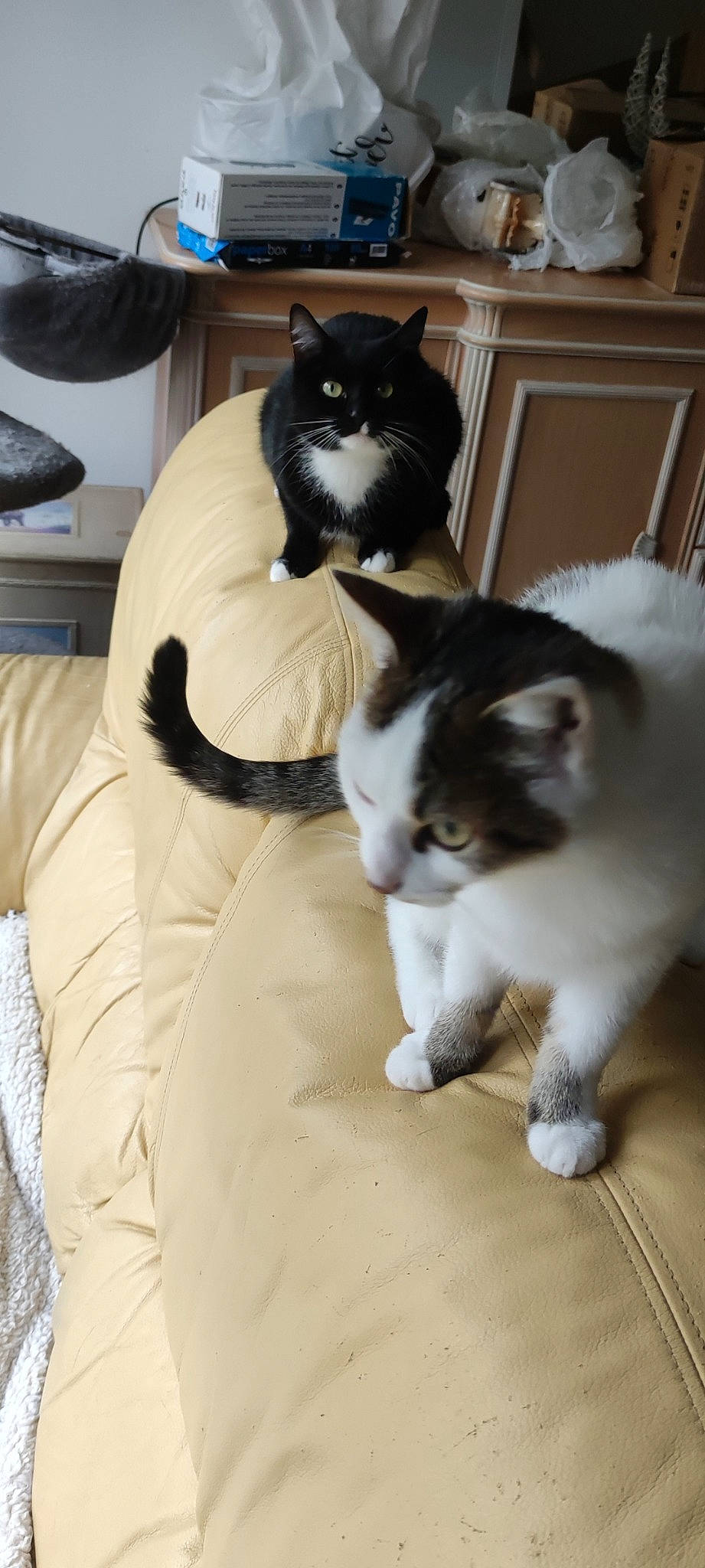 Tallac Et Timac participe au concours pour gagner de l'argent avec cette photo : bag, carnivore, cat, comfort, domestic_short_haired_cat, felidae, flooring, foot, formal_wear, fur, hardwood, lap, mammal, paw, sitting, small_to_medium_sized_cats, tail, vertebrate, whiskers