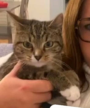 Thira participe au concours pour gagner de l'argent avec cette photo : carnivore, cat, domestic_short_haired_cat, felidae, fur, gesture, hair, head, nail, small_to_medium_sized_cats, snout, terrestrial_animal, whiskers