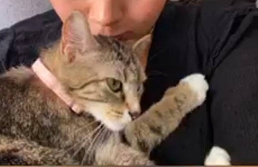 Thira a rejoint le concours — aidez-le/la à gagner de superbes lots ! carnivore, cat, ear, felidae, fur, photography, small_to_medium_sized_cats, whiskers