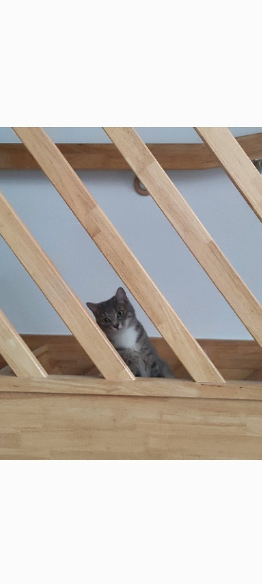 Taga a rejoint le concours — aidez-le/la à gagner de superbes lots ! baluster, beam, building_material, carnivore, cat, ceiling, daylighting, felidae, flooring, handrail, hardwood, lumber, metal, pattern, plank, plywood, rectangle, small_to_medium_sized_cats, wood, wood_stain