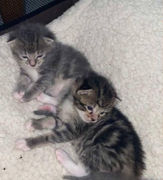 Taga participe au concours pour gagner de l'argent avec cette photo : carnivore, cat, claw, domestic_short_haired_cat, felidae, fur, paw, small_to_medium_sized_cats, snout, tail, terrestrial_animal, whiskers