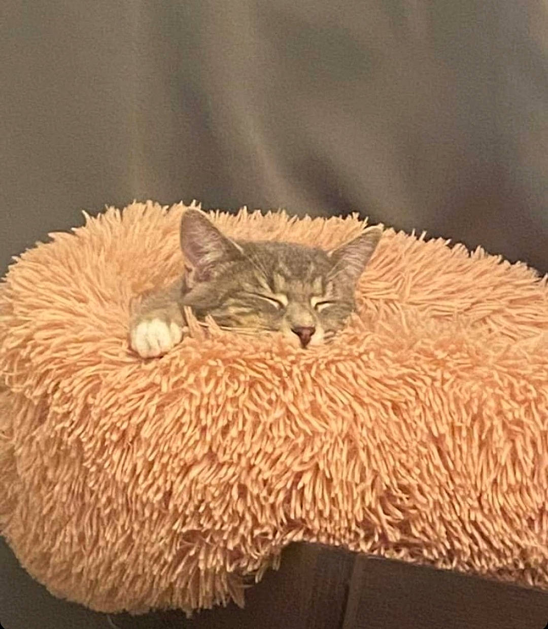 Taga a rejoint le concours — aidez-le/la à gagner de superbes lots ! carnivore, cat, fawn, felidae, fur, laperm, peach, small_to_medium_sized_cats, tail, terrestrial_animal, whiskers, wildlife