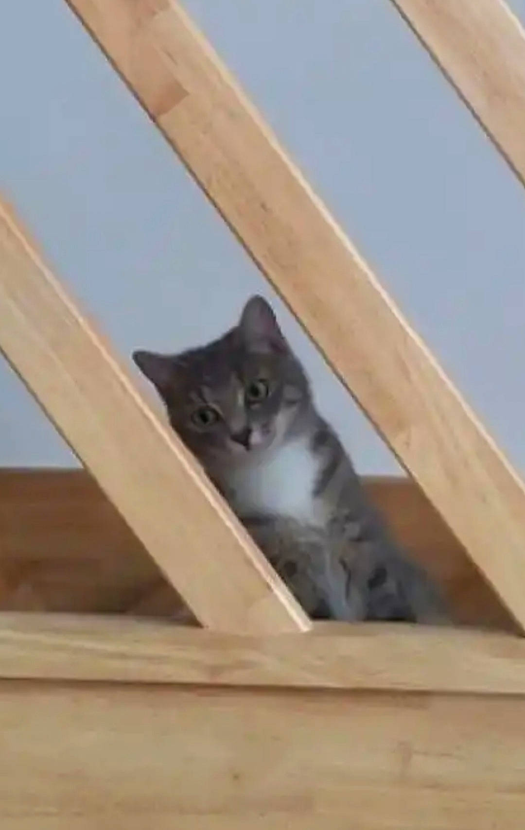 Taga participe au concours pour gagner de l'argent avec cette photo : carnivore, cat, ceiling, domestic_short_haired_cat, felidae, hardwood, plywood, room, small_to_medium_sized_cats, tail, whiskers, wood, wood_stain