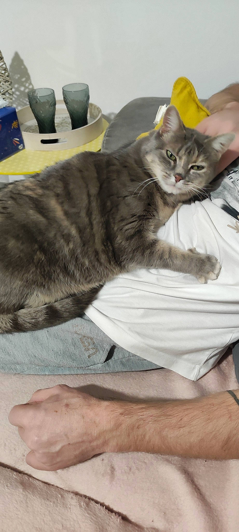 Joli Coeur participe au concours pour gagner de l'argent avec cette photo : bag, bed, carnivore, cat, claw, comfort, domestic_short_haired_cat, felidae, fur, grey, lap, nap, paw, rain_boot, sitting, small_to_medium_sized_cats, tail, whiskers