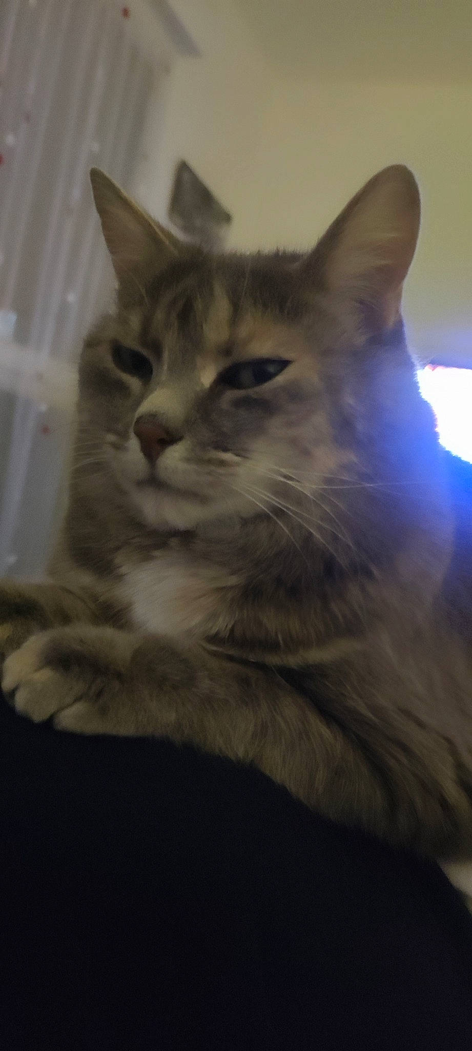 Joli Coeur participe au concours pour gagner de l'argent avec cette photo : carnivore, cat, comfort, domestic_short_haired_cat, door, eye, felidae, fur, paw, small_to_medium_sized_cats, snout, tail, terrestrial_animal, thai, whiskers