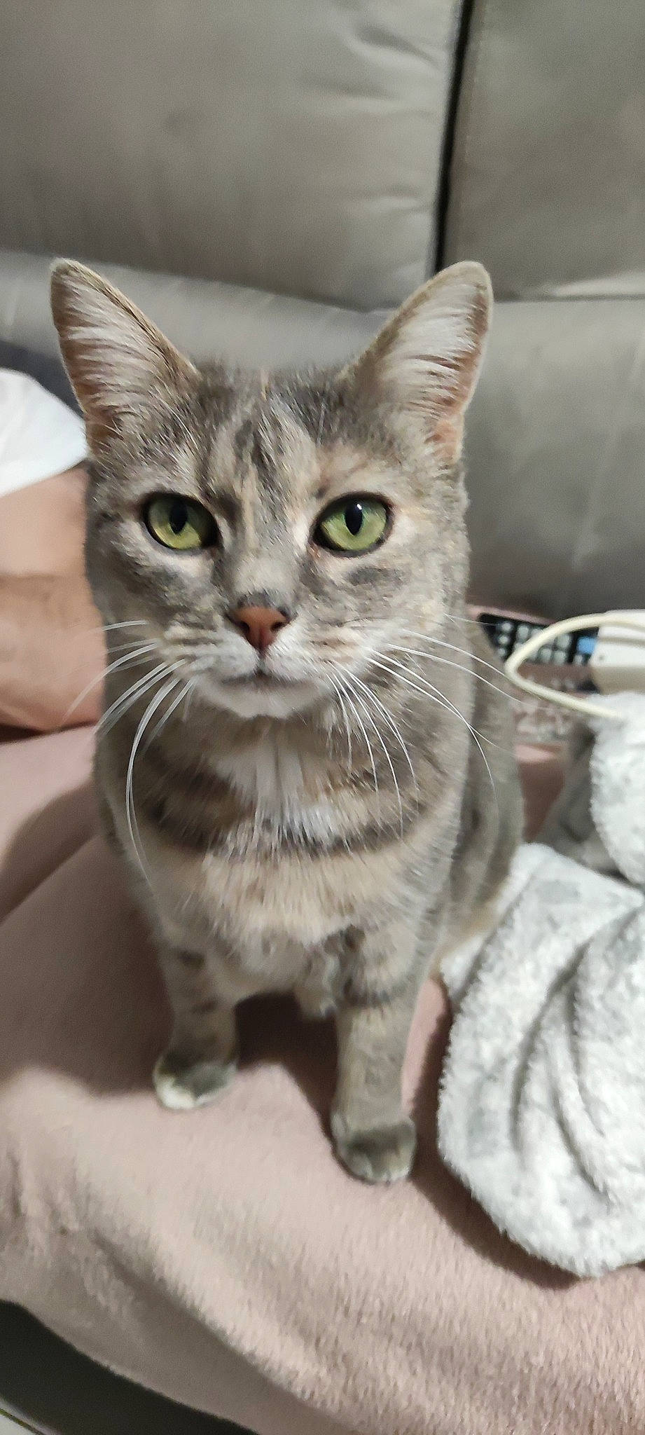 Joli Coeur participe au concours pour gagner de l'argent avec cette photo : carnivore, cat, claw, domestic_short_haired_cat, felidae, fur, paw, small_to_medium_sized_cats, snout, tail, terrestrial_animal, whiskers