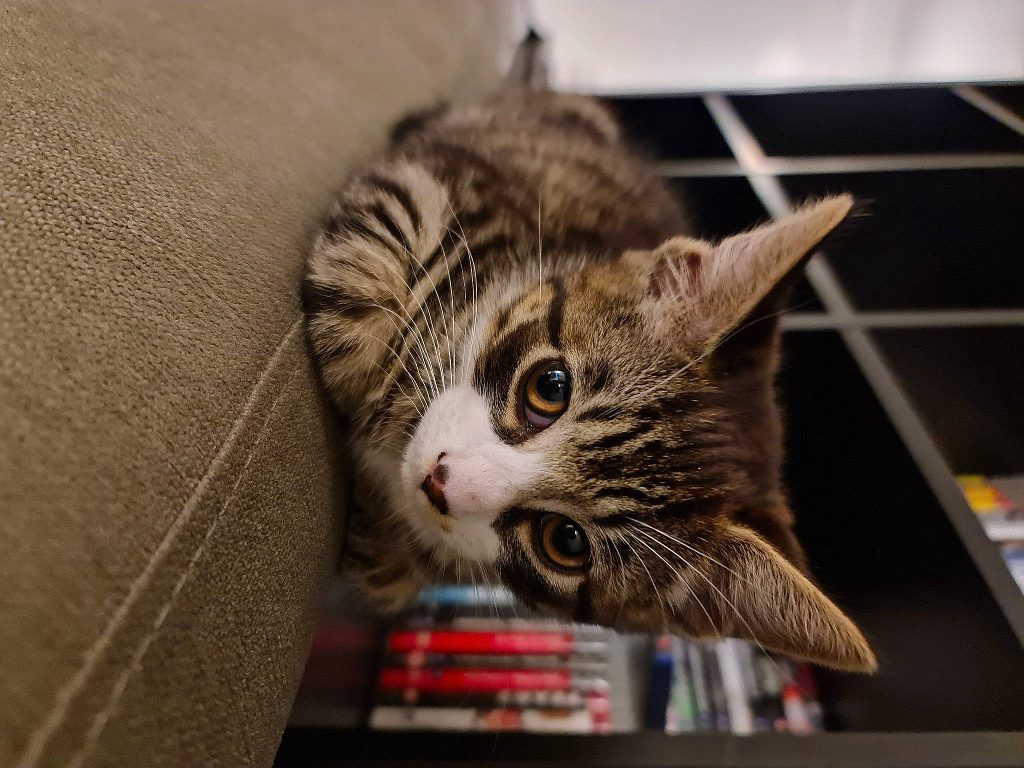 Teddy joined the competition — help win amazing prizes! carnivore, cat, cat_supply, claw, comfort, domestic_short_haired_cat, felidae, fur, paw, small_to_medium_sized_cats, snout, terrestrial_animal, whiskers, wildlife, wood