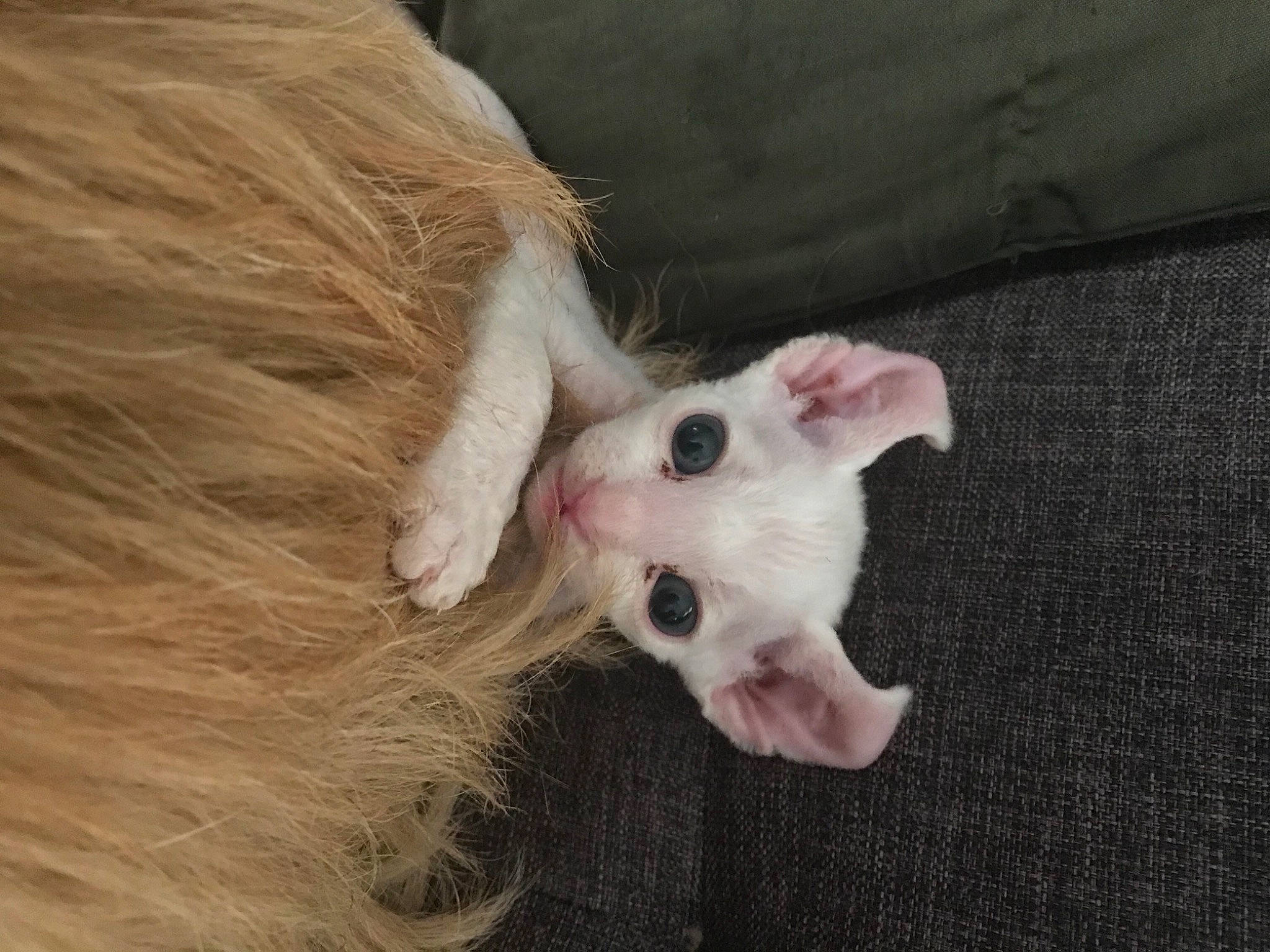 Aramis is registered to the contest to win money with this photo: canidae, carnivore, cat, claw, companion_dog, dog_breed, domestic_short_haired_cat, ear, eyelash, fawn, felidae, fur, nail, natural_material, paw, small_to_medium_sized_cats, sporting_group, tail, whiskers