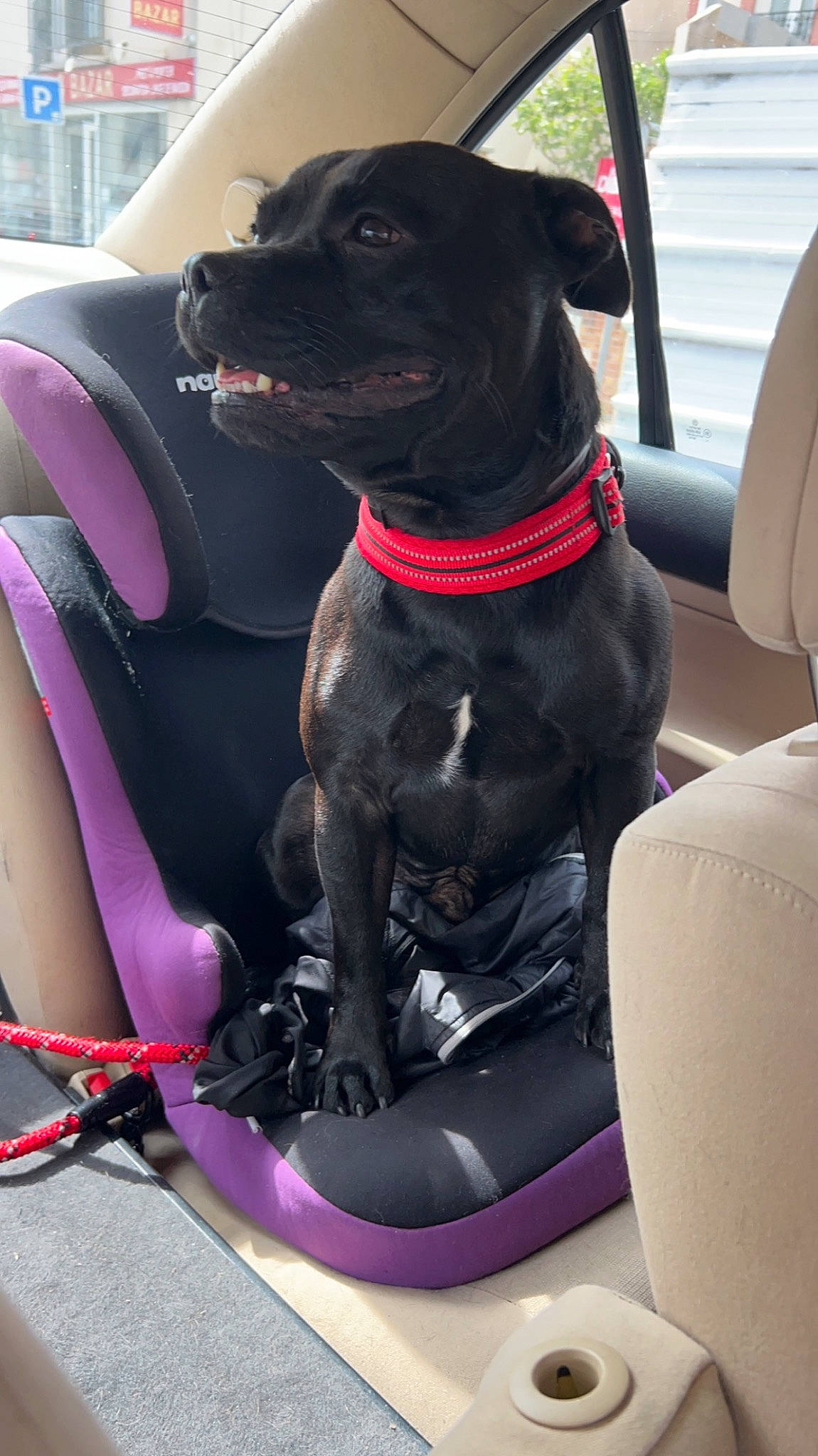 Groot a rejoint le concours — aidez-le/la à gagner de superbes lots ! auto_part, car, car_seat, car_seat_cover, carnivore, collar, comfort, companion_dog, dog, dog_breed, dog_collar, dog_supply, fawn, pet_supply, pink, snout, vehicle, vehicle_door, window, working_animal