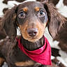 Forrest is registered to the contest to win money with this photo: adorable, animal, background, bandana, black, brown, closeup, cow_print, cute, dachshund, dog, ears, eyes, fur, indoor, nose, pet, portrait, puppy, whiskers