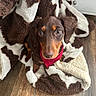 Forrest joined the competition — help win amazing prizes! animal, blanket, brown_dog, companion, cow_print, cozy, curious, cute, dachshund, dog, domestic, fur, indoor, looking_up, pet, puppy, red_bandana, small_dog, snuggled, wooden_floor
