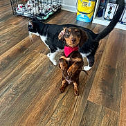 Forrest joined the competition — help win amazing prizes! animal, bandana, black_and_white_cat, cat, curious, dachshund, dog, domestic, flooring, furniture, household, indoor, pet_crate, pets, playful, puppy, shelves, standing, walking, wooden_floor