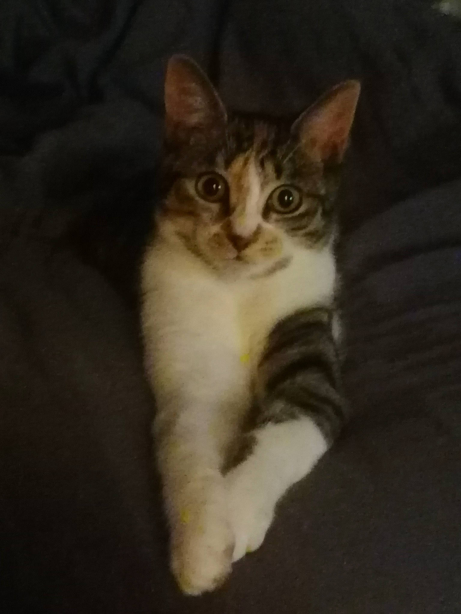 Nalla a rejoint le concours — aidez-le/la à gagner de superbes lots ! carnivore, cat, claw, comfort, domestic_short_haired_cat, door, felidae, fur, paw, small_to_medium_sized_cats, snout, tail, terrestrial_animal, whiskers