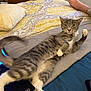 Zoe joined the competition — help win amazing prizes! bed, bedding, blanket, cat, cozy, domestic_animal, feline, foot, gray_cat, human_foot, indoor, paw, paw_raised, pet, pillow, relaxed, resting, sleeping_area, striped_cat, tabby_cat