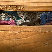 Zoe joined the competition — help win amazing prizes! cat, closeup, clothes, colorful, cozy, curious, drawer, eyes, fabric, furniture, gray_tabby, hidden, household, indoor, pattern, peeking, pet, sneaky, whiskers, wood