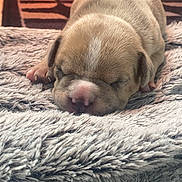 Valco participe au concours pour gagner de l'argent avec cette photo : puppy, sleeping, dog, cute, fluffy, blanket, cozy, pet, animal, resting, fur, indoors, young, adorable, snout, small, peaceful, soft_texture, closeup, relaxation