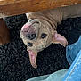dog, upside_down, wooden_table, carpet, indoor, pet, curious, brown_dog, floor, relaxed, ears, canine, home, furniture, person_leg, jeans, black_sock, snout, close_up, cute