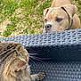 dog, cat, outdoor, grass, woven_chair, tabby_cat, curious, brown_dog, pets, nature, closeup, whiskers, fur, animal_interaction, playful, texture, eyes, snout, ears, paws